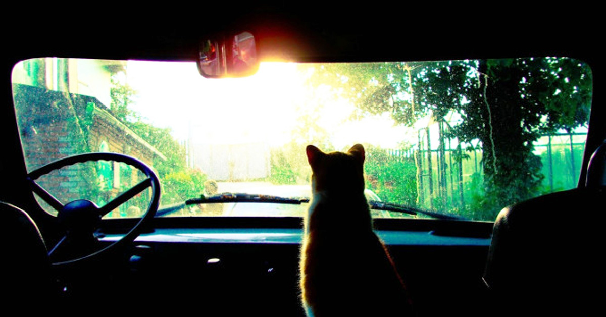 Gatti in auto: il vademecum per un viaggio in sicurezza