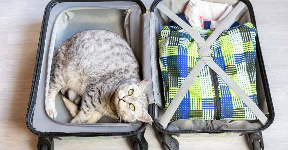 A chi lasciare il gatto durante le vacanze?