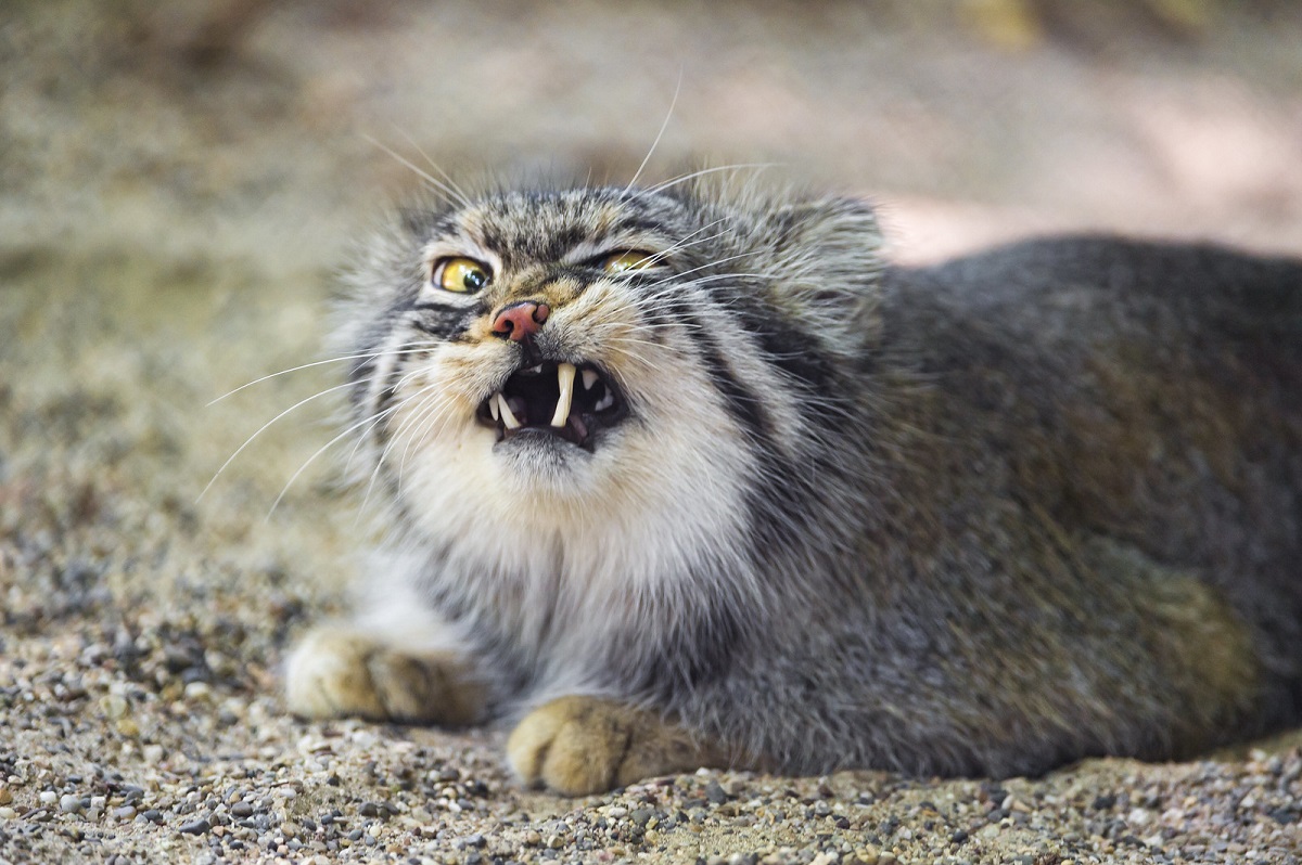 gatto di pallas faccia buffa