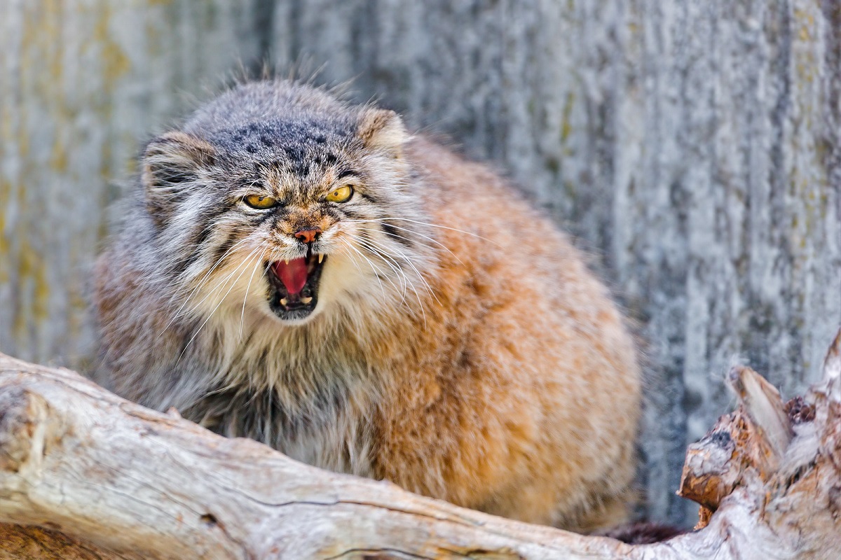 Gatto di Pallas