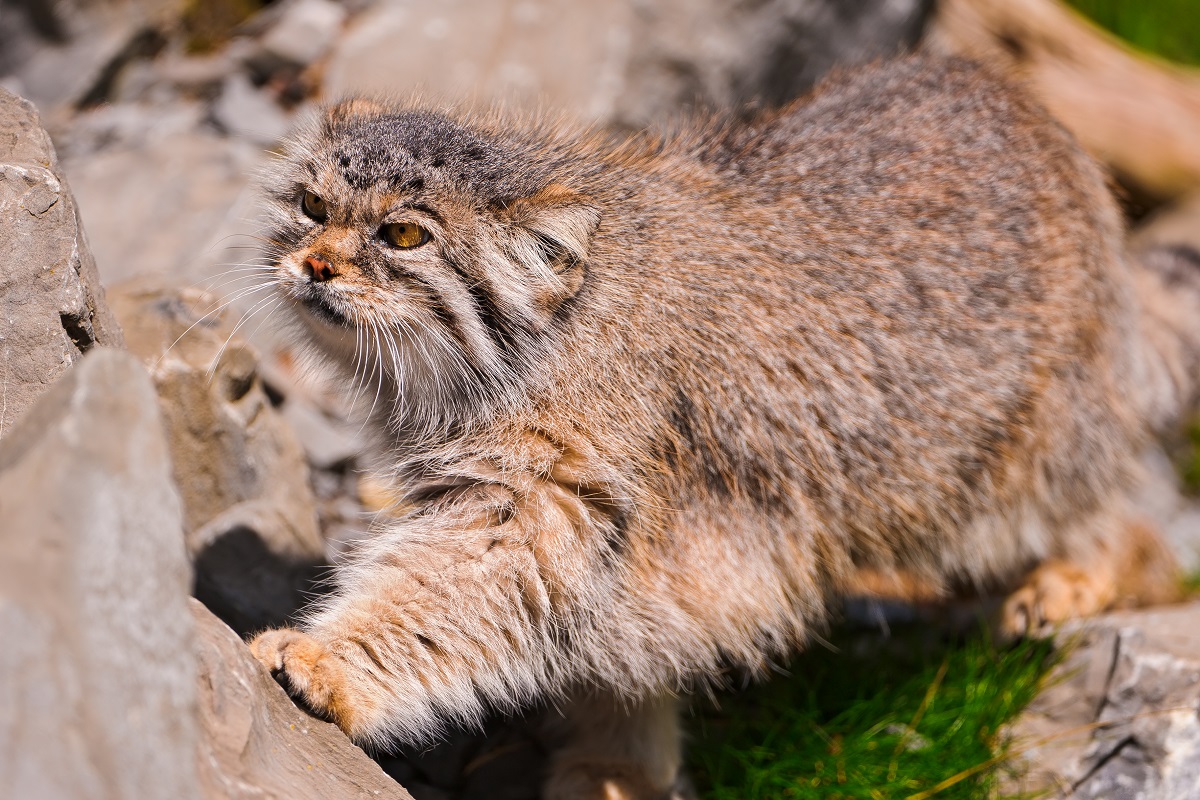 gatto di pallas tra le rocce