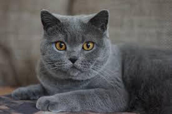 Gatto grigio sdraiato