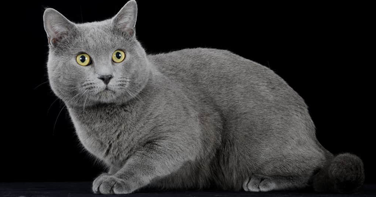 Gatto grigio: carattere e personalità