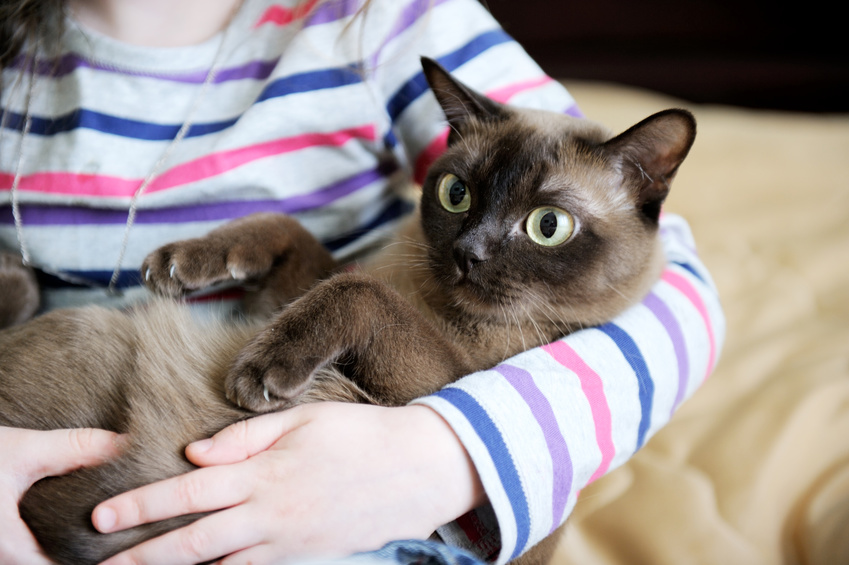 Gatto in braccio ad una bambina