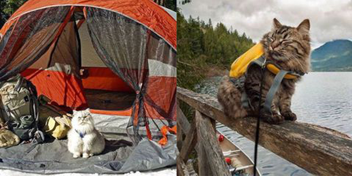 Gatto in campeggio