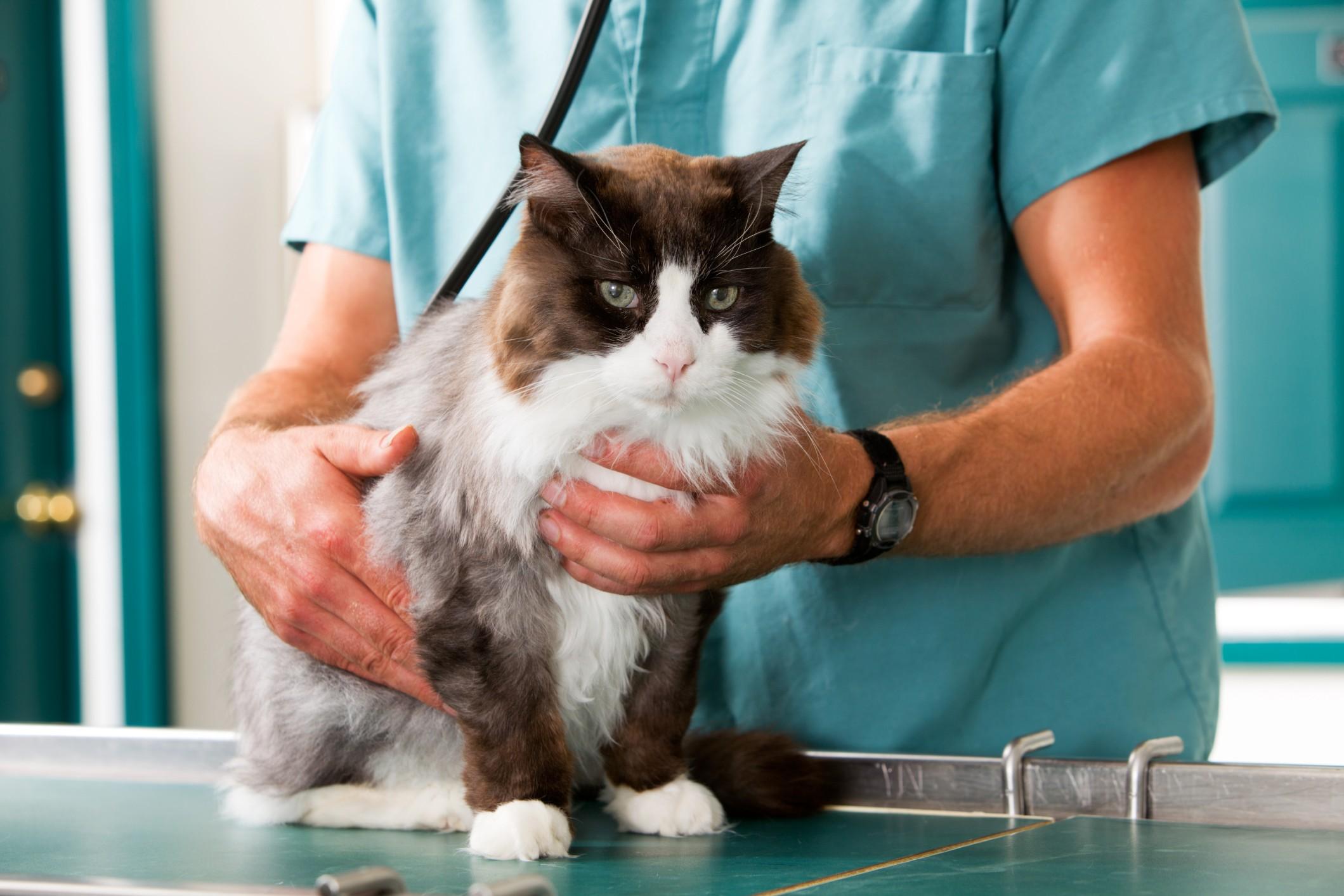 Gatto in cura da un veterinario
