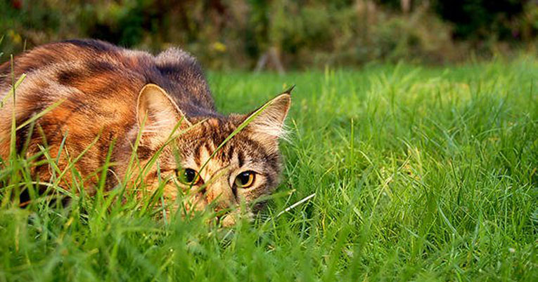 Gatto in giardino che punta una preda