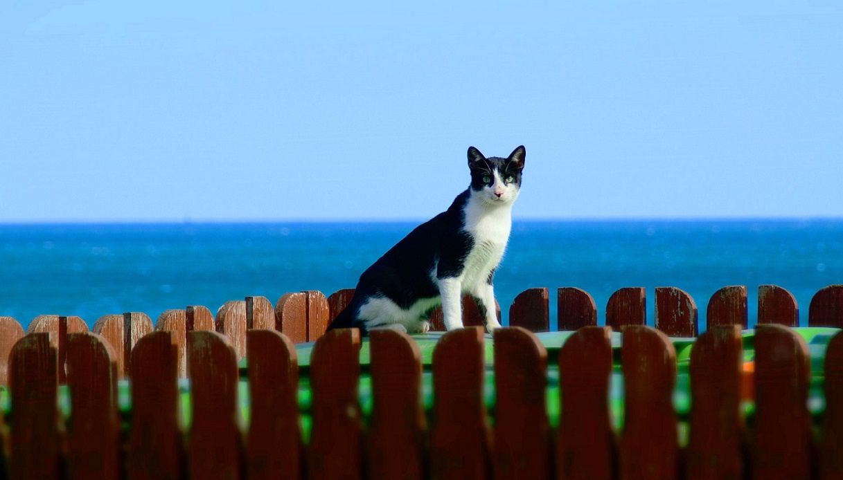 Gatto in spiaggia