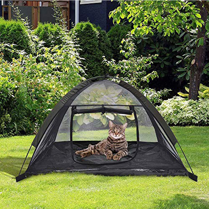Gatto in tenda