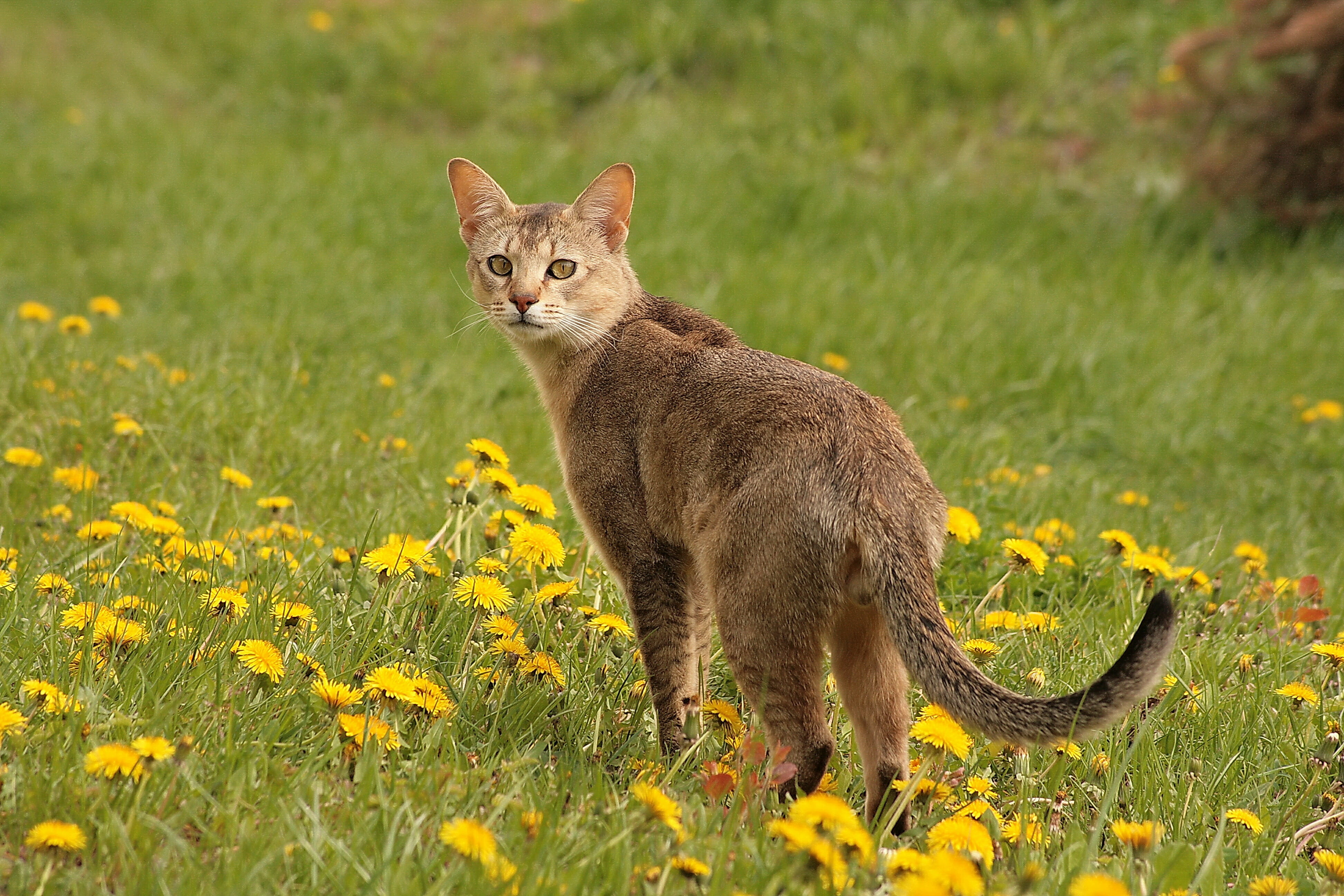 Gatto in un prato