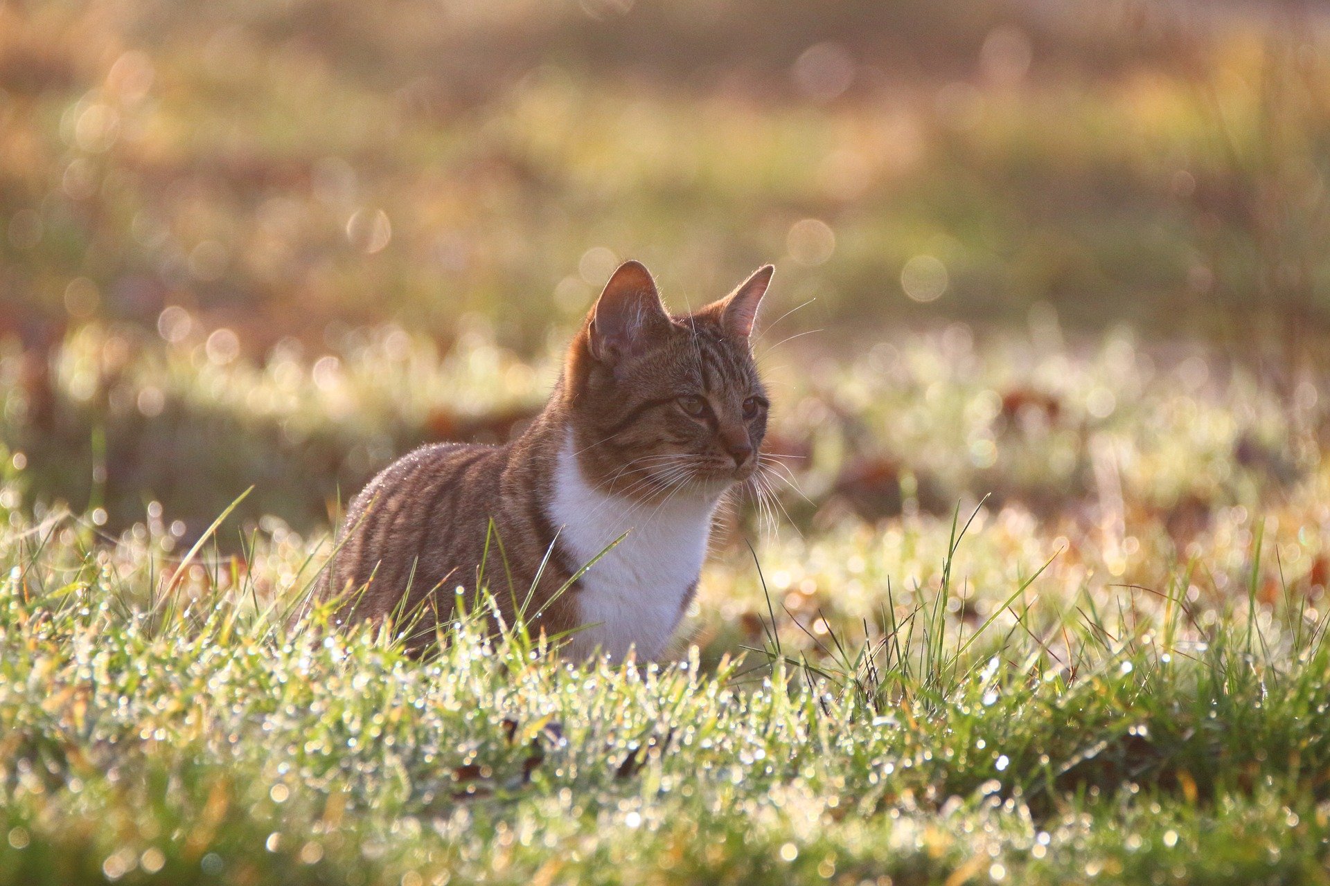 Gatto in un prato