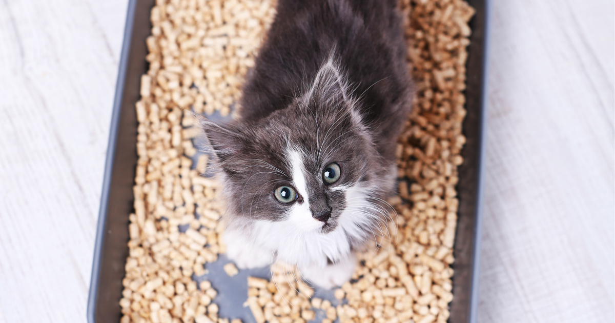 Gatto in una lettiera