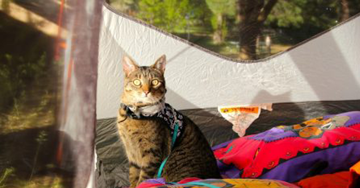 In campeggio con il gatto: tutte le informazioni utili