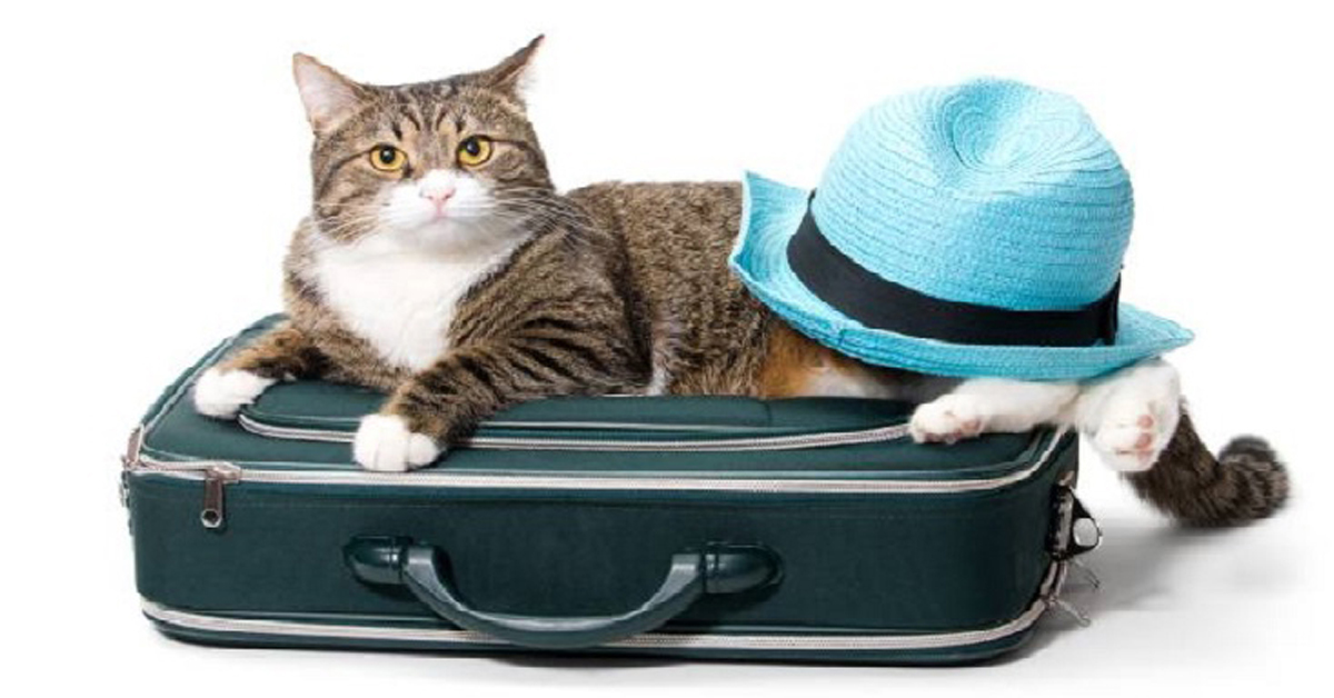 Gatto che torna dalle vacanze: i consigli per il ritorno alla normalità