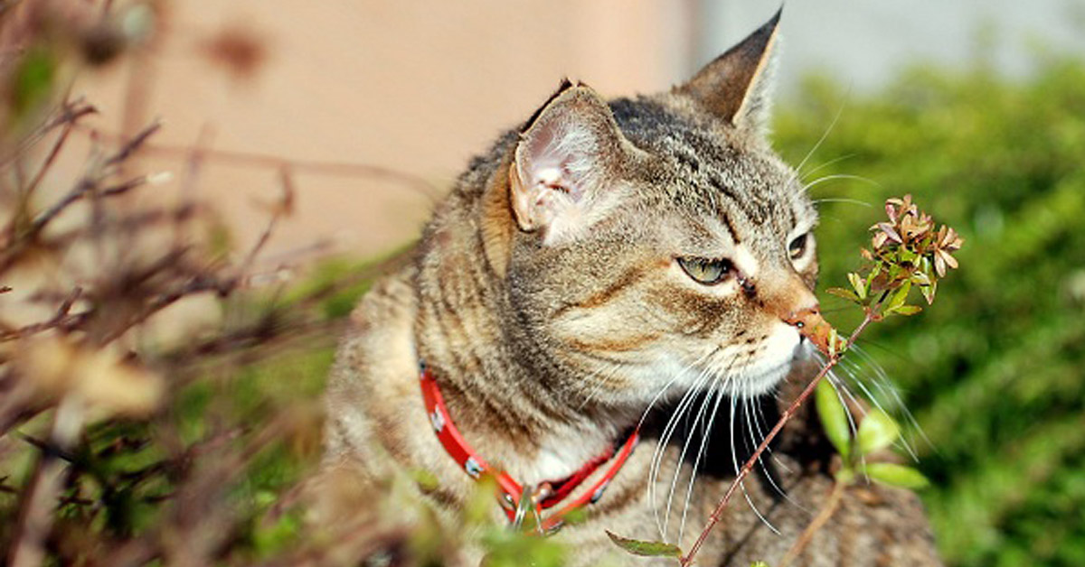 Gatti e processionarie: come difenderli da questo insetto pericolosissimo