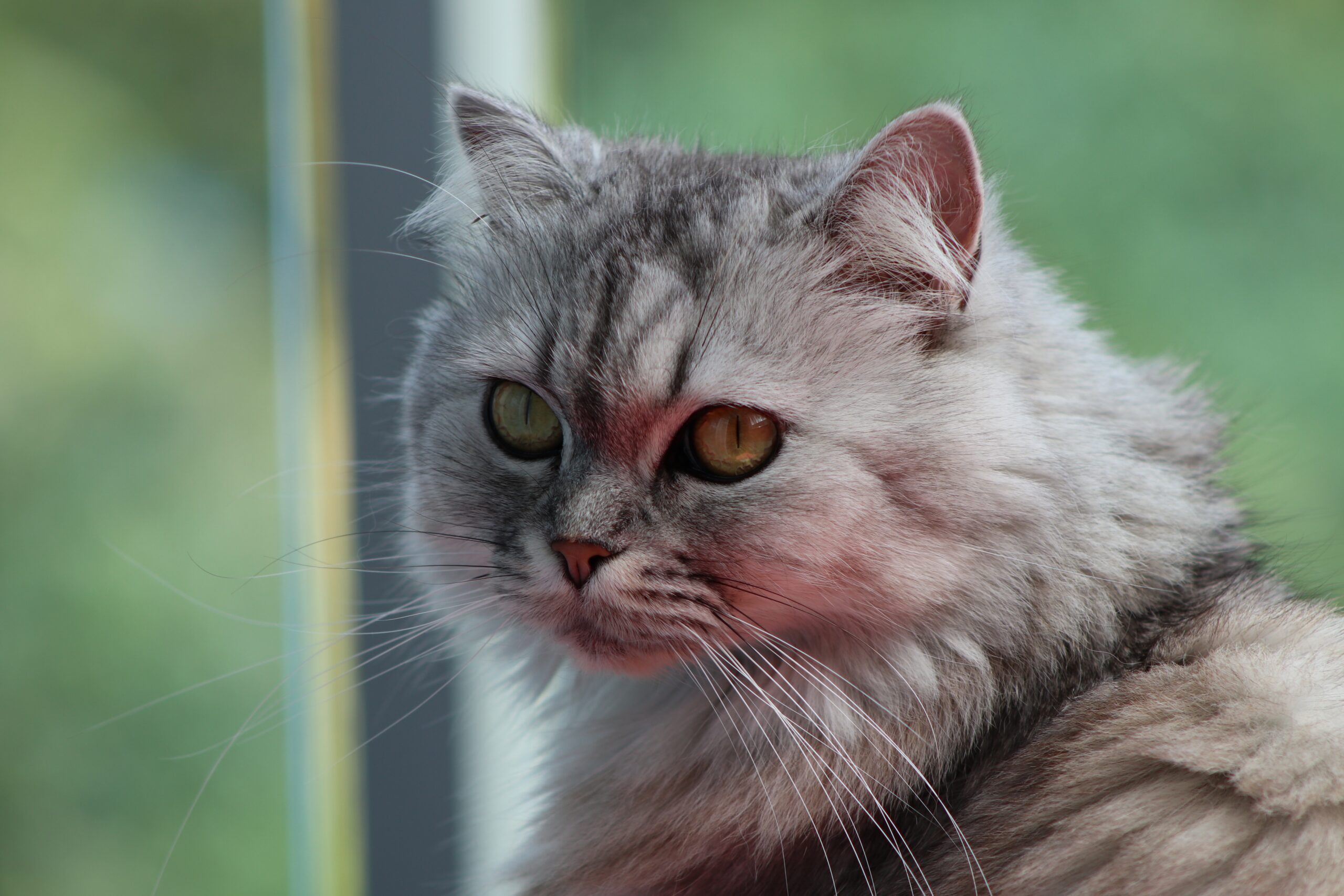 gatto persiano grigio chiaro