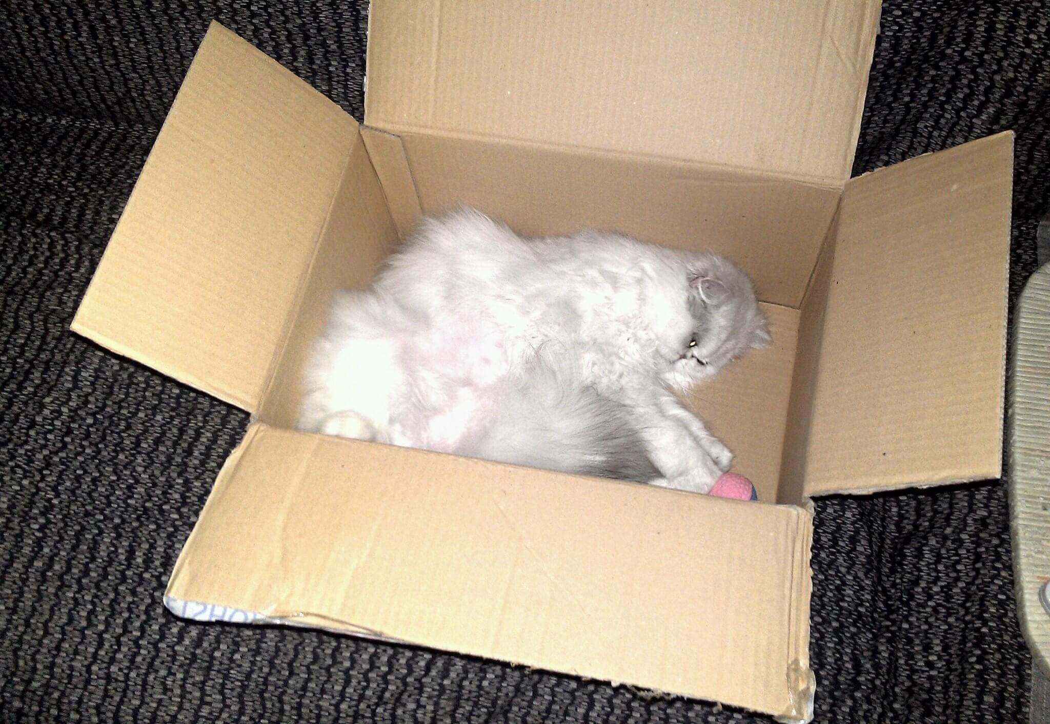 Gatto sdraiato dentro una scatola