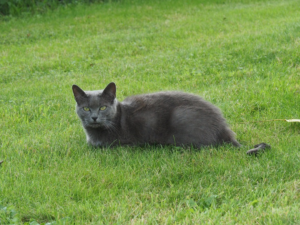 Gatto sdraiato in un prato