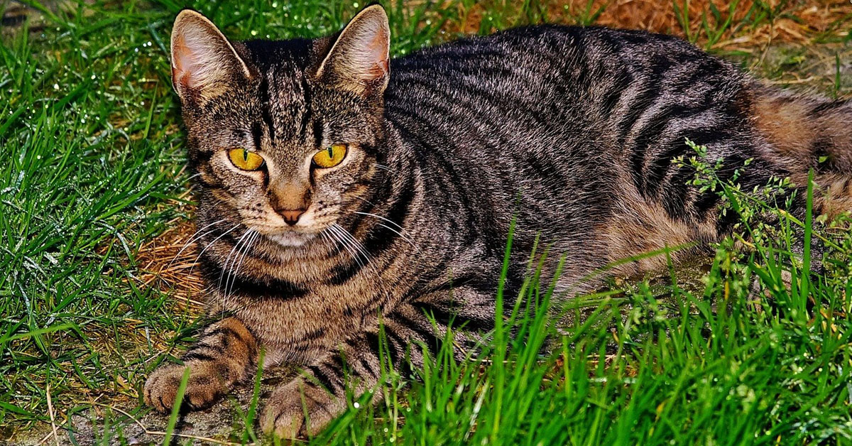 Fea, il primo gatto antiesplosivo al mondo