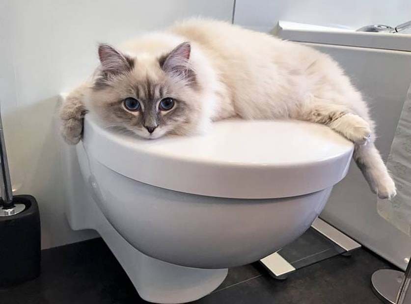 Gatto sdraiato su un wc