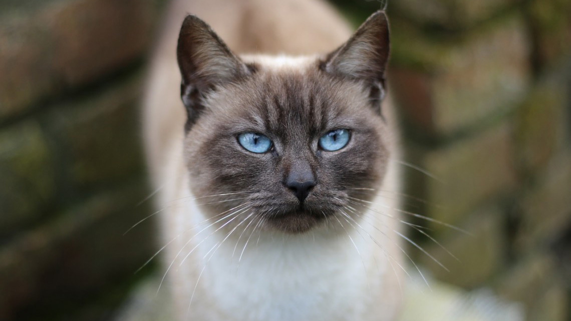 Gatto siamese che osserva