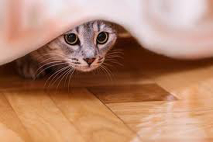 Gatto sotto ad un letto