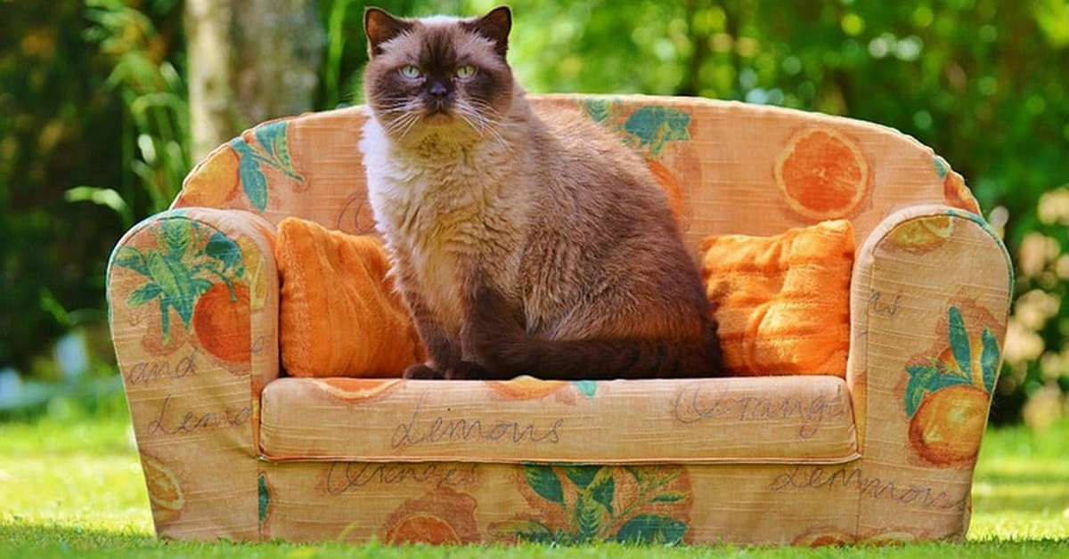 Traslocare con il gatto: come cambiare casa senza stress per il felino