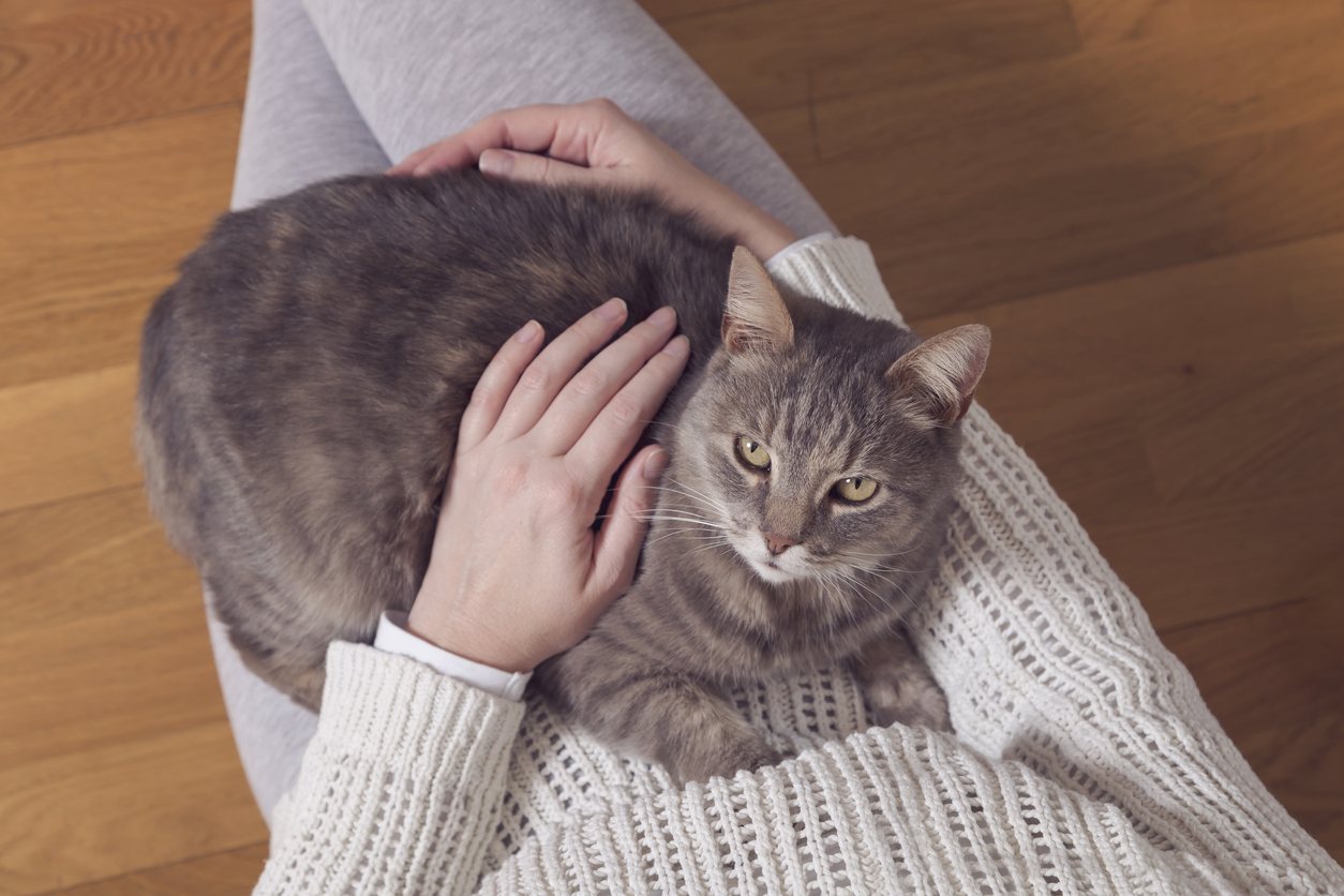 Gatto sulle gambe di una donna