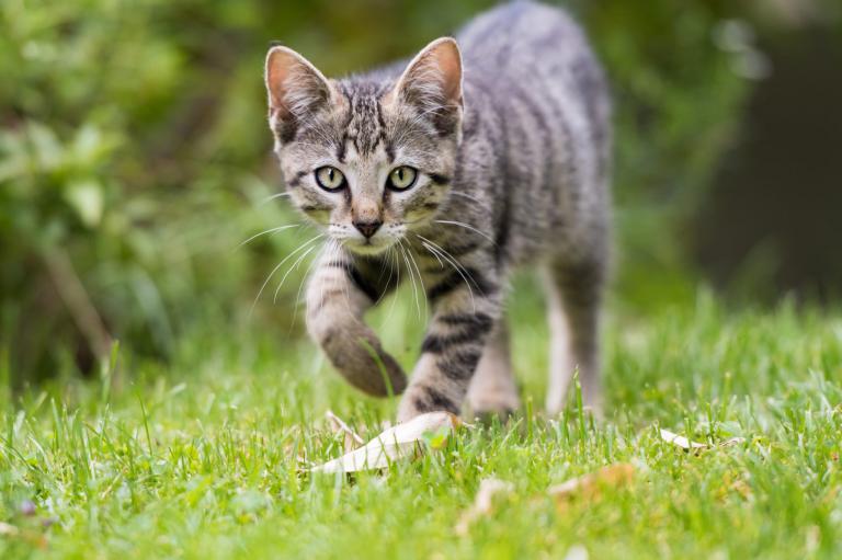 Gatto tigrato che cammina sull'erba