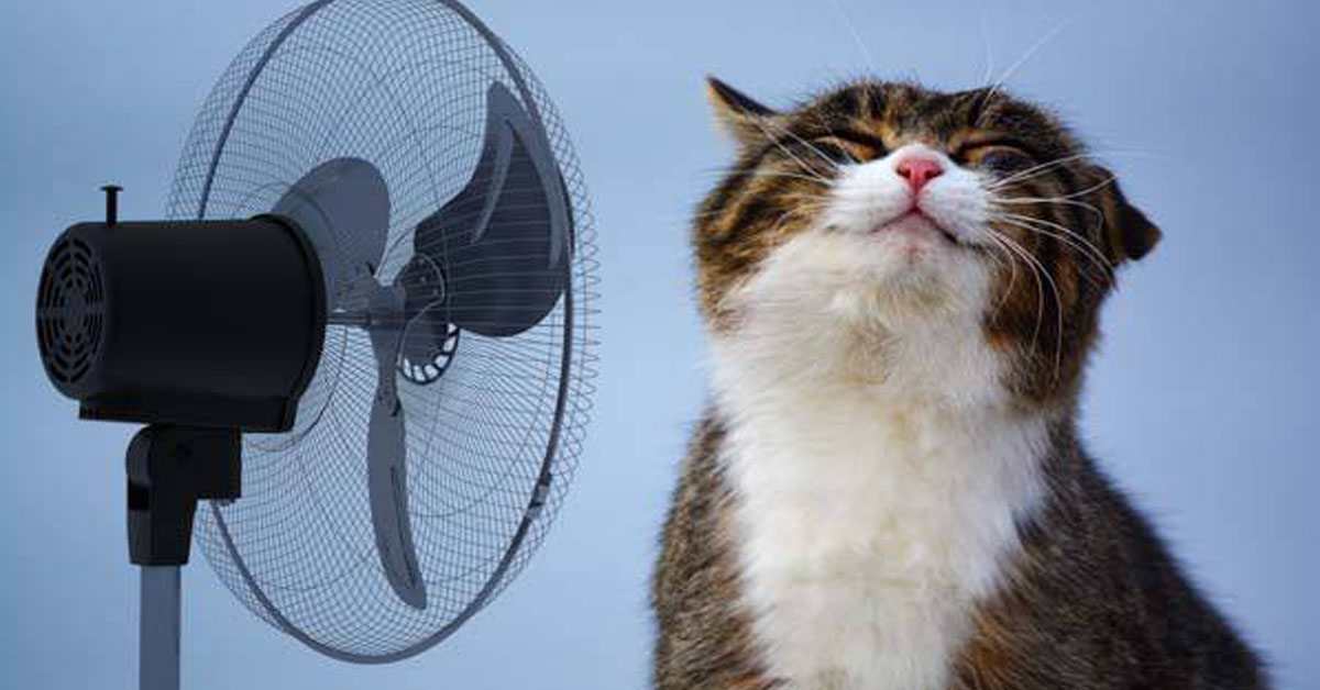 Gatto vicino ad un ventilatore