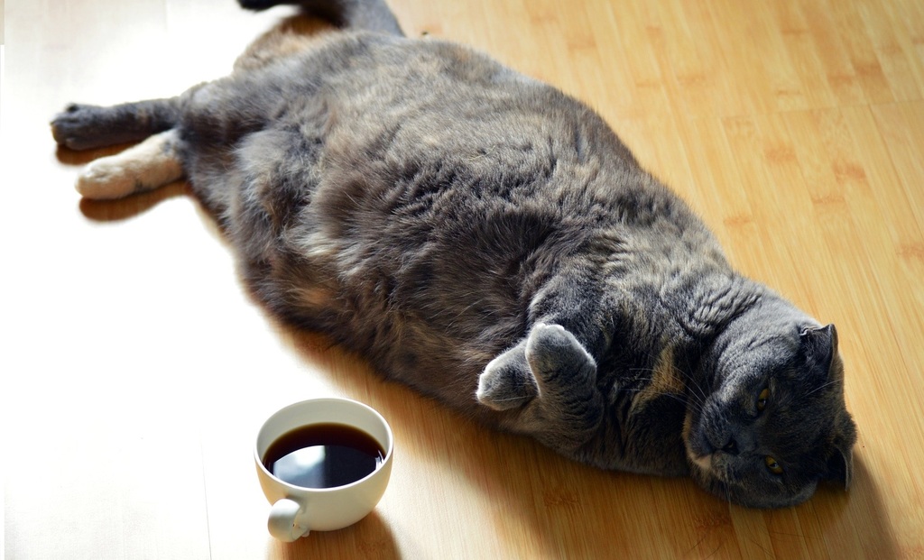 Gatto vicino ad una tazza di caffè