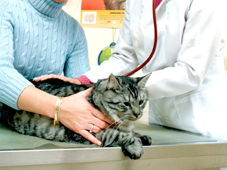 Gatto visitato dal veterinario