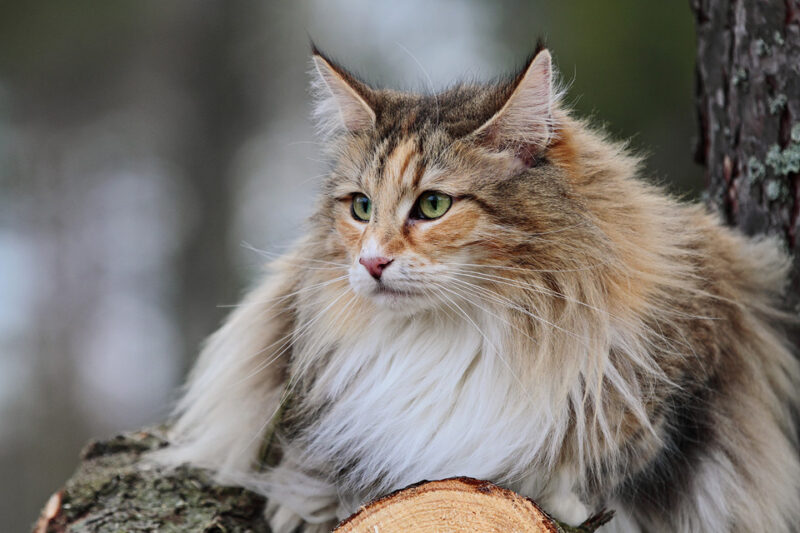 Gatto siberiano in casa o in appartamento