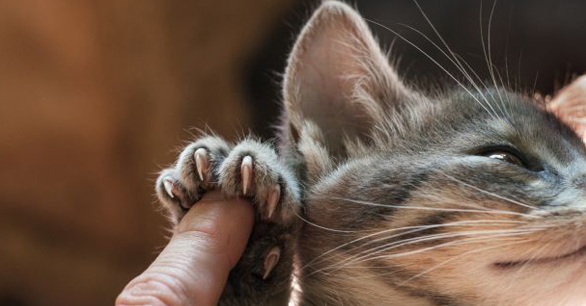Le unghie di un gatto