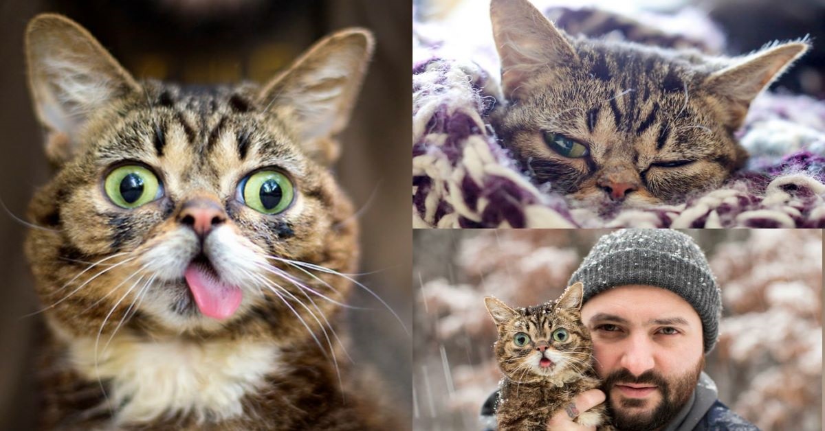 Lil Bub: la gatta nana e polidattile star del web