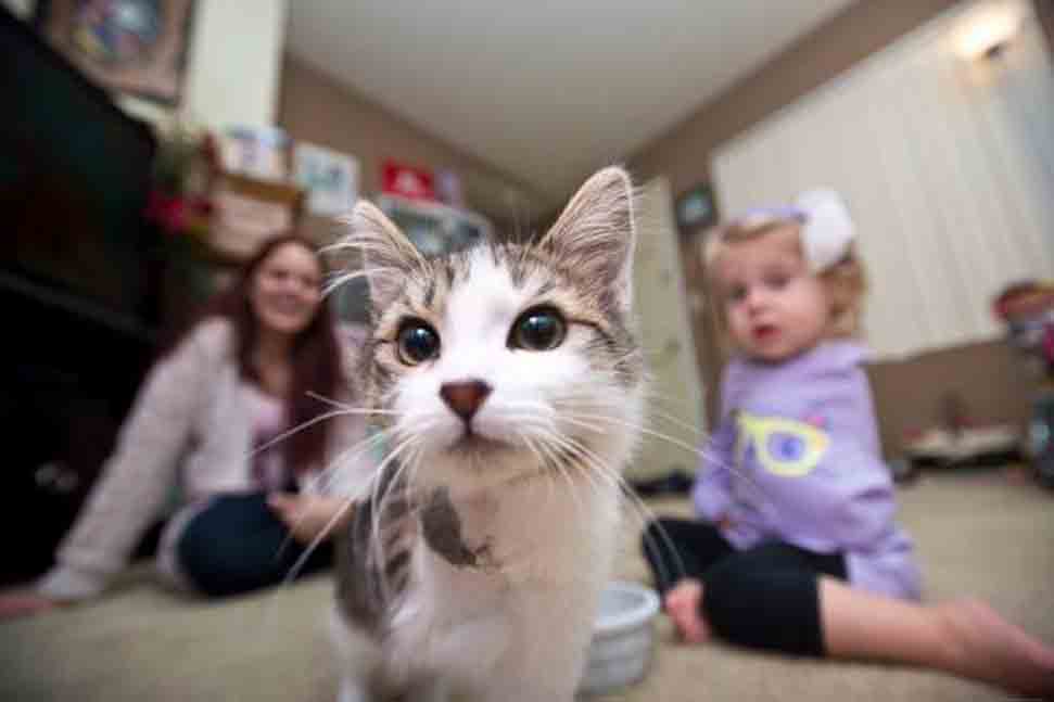 Primo piano di un gatto che osserva