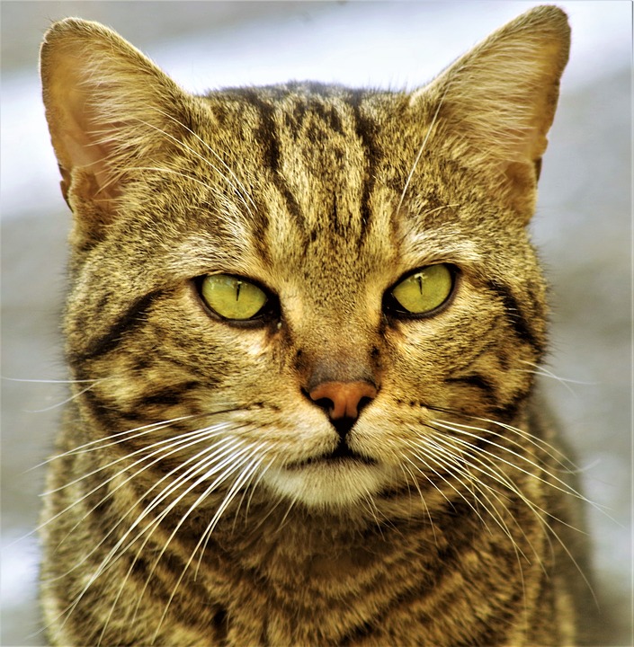 Primo piano di un gatto tigrato