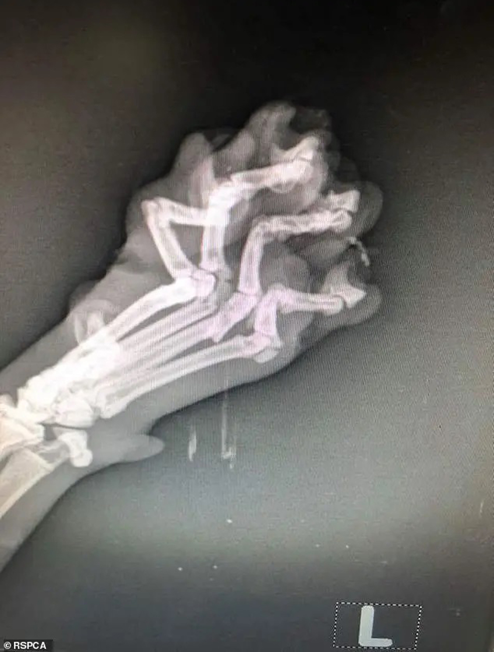 Radiografia della zampa di un gatto
