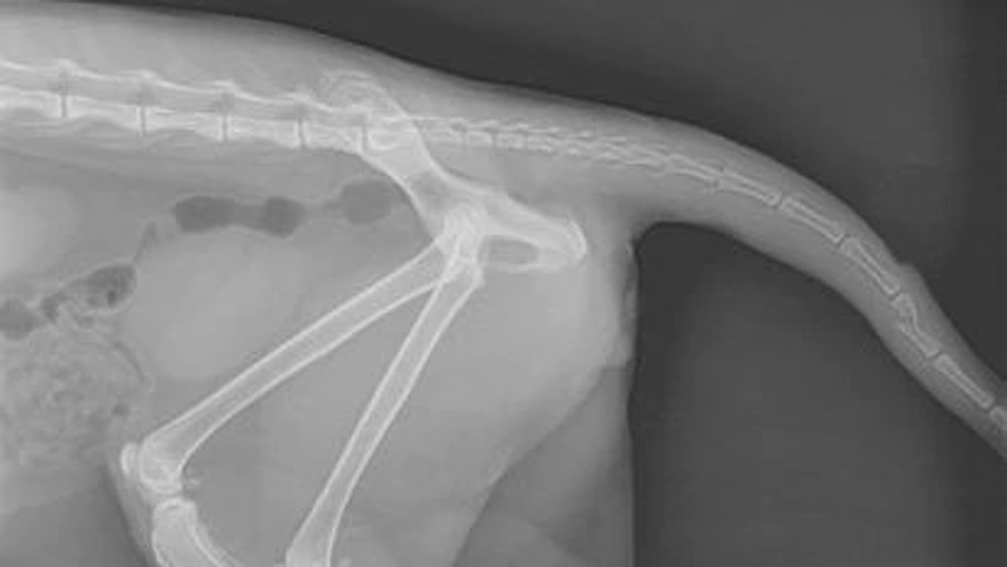 Radiografia di un gatto