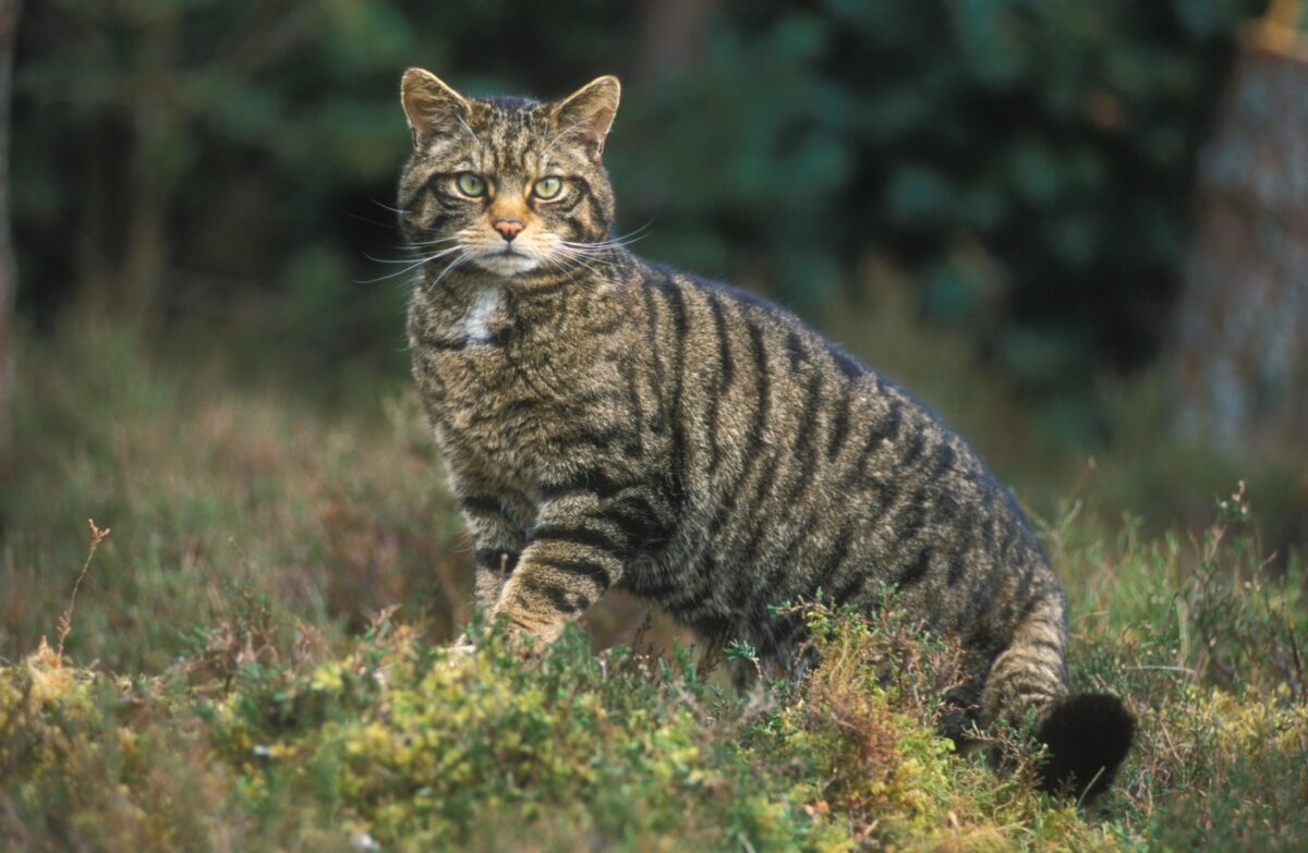 Cosa mangia il gatto in natura