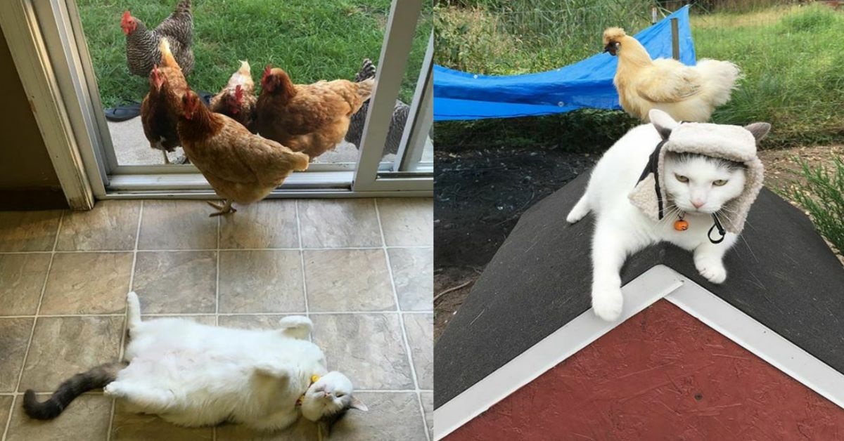 Scruffles: il gatto amato da polli e galline