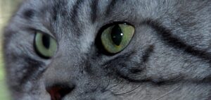 British Shorthair Silver Tabby immagini e caratteristiche