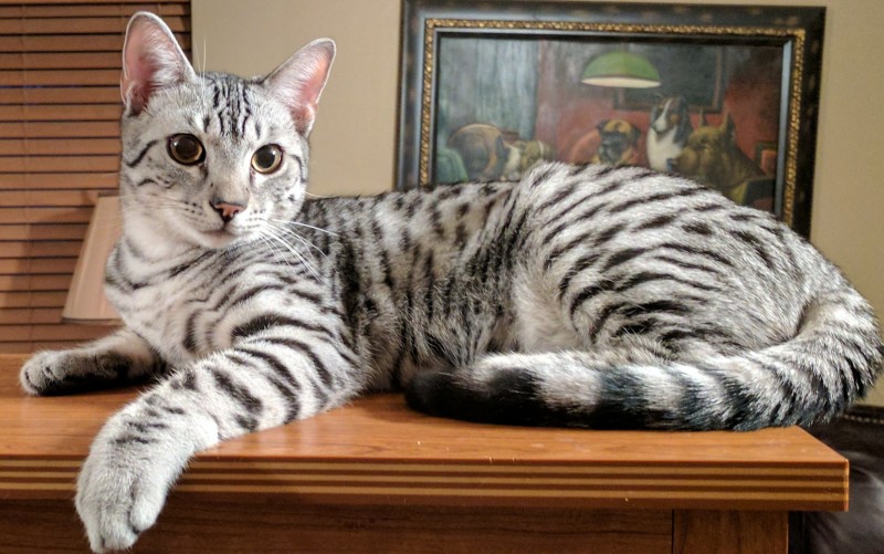 Egyptian Mau tutti i colori possibili 