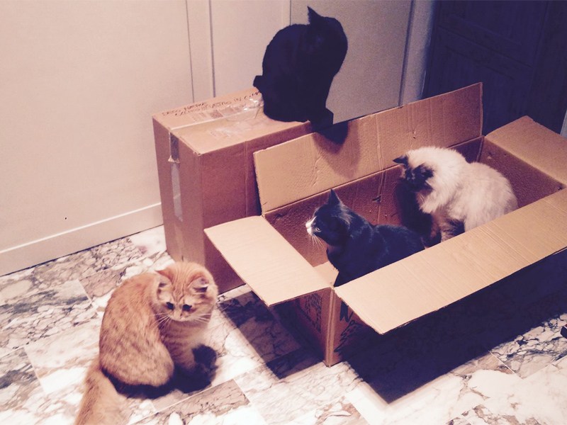 Tanti gatti dentro le scatole