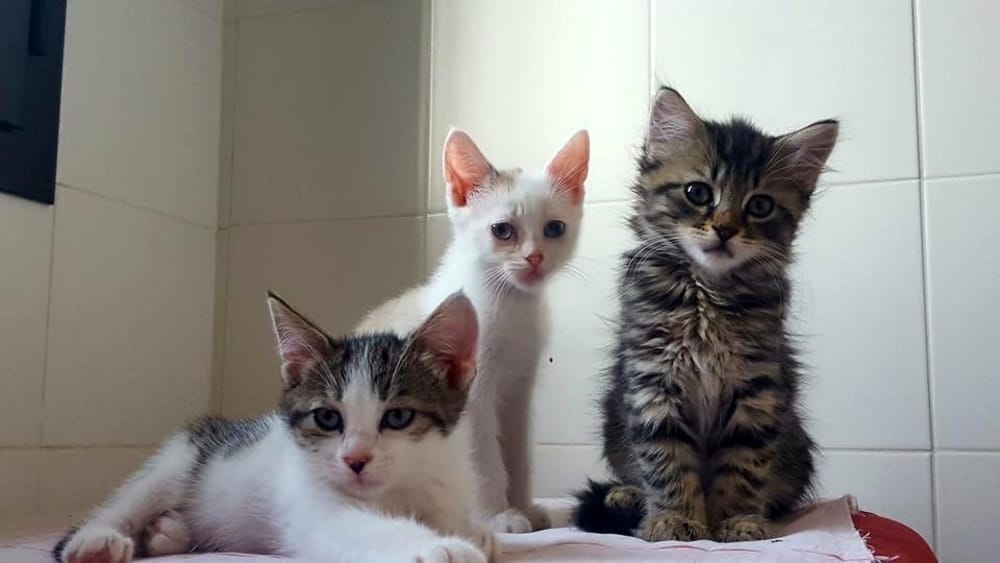 Tre cuccioli di gatto