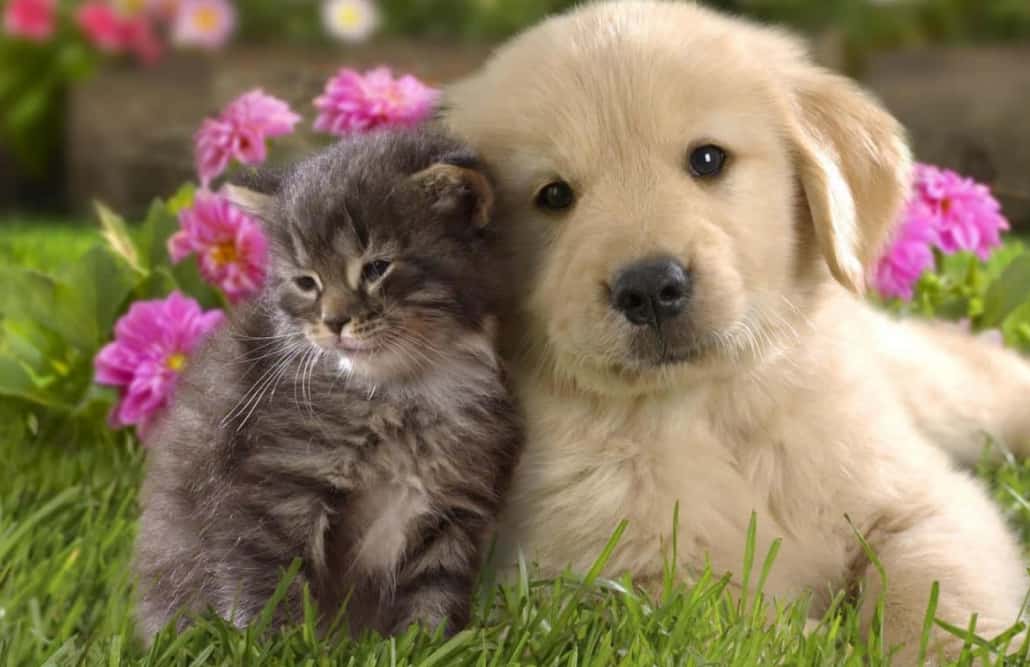 Un cucciolo di gatto con un cucciolo di cane