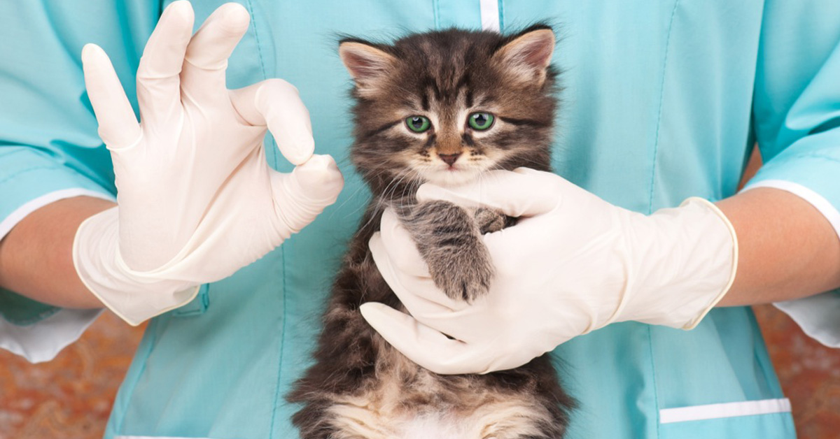 Un cucciolo di gatto dal veterinario كيفية علاج إلتهاب اللثة عند القطط والمحافظة على صحة أسنان القطط 1 كيفية علاج إلتهاب اللثة عند القطط والمحافظة على صحة أسنان القطط