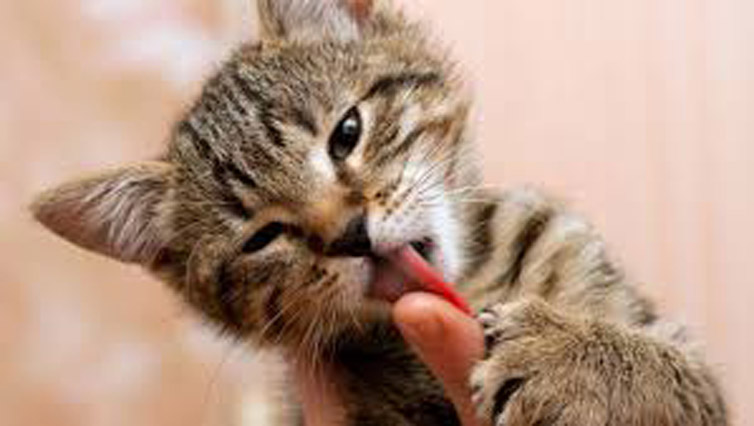 Un gattino che lecca un dito