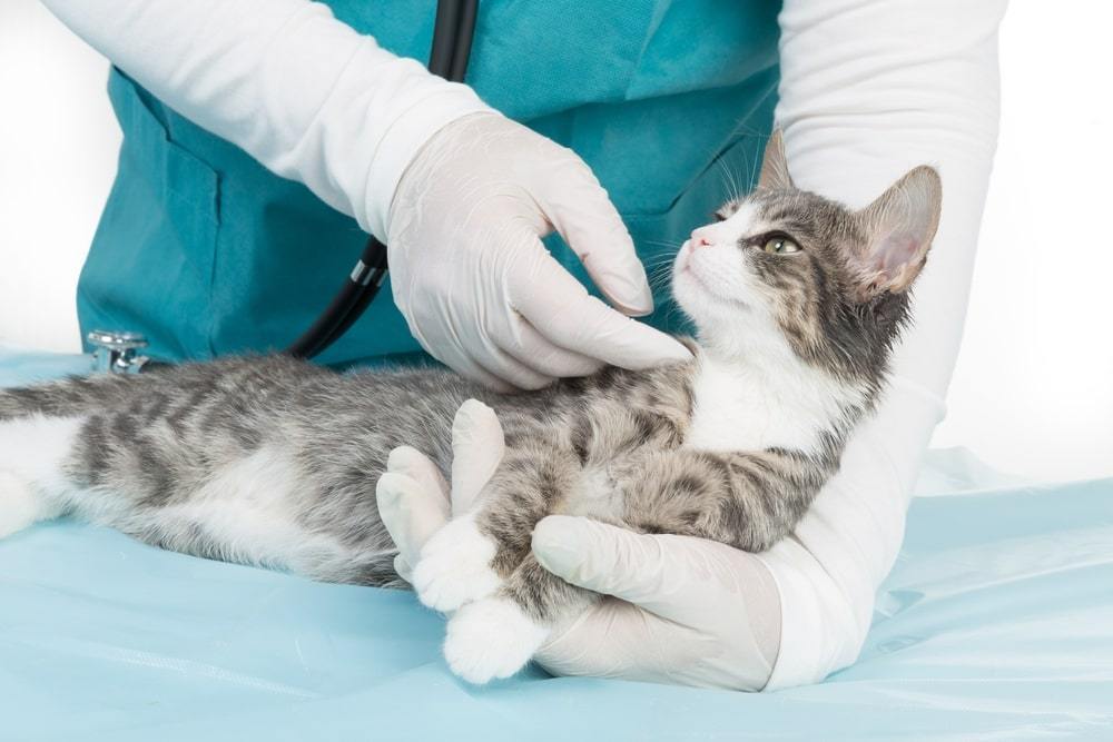 Un gattino dal veterinario