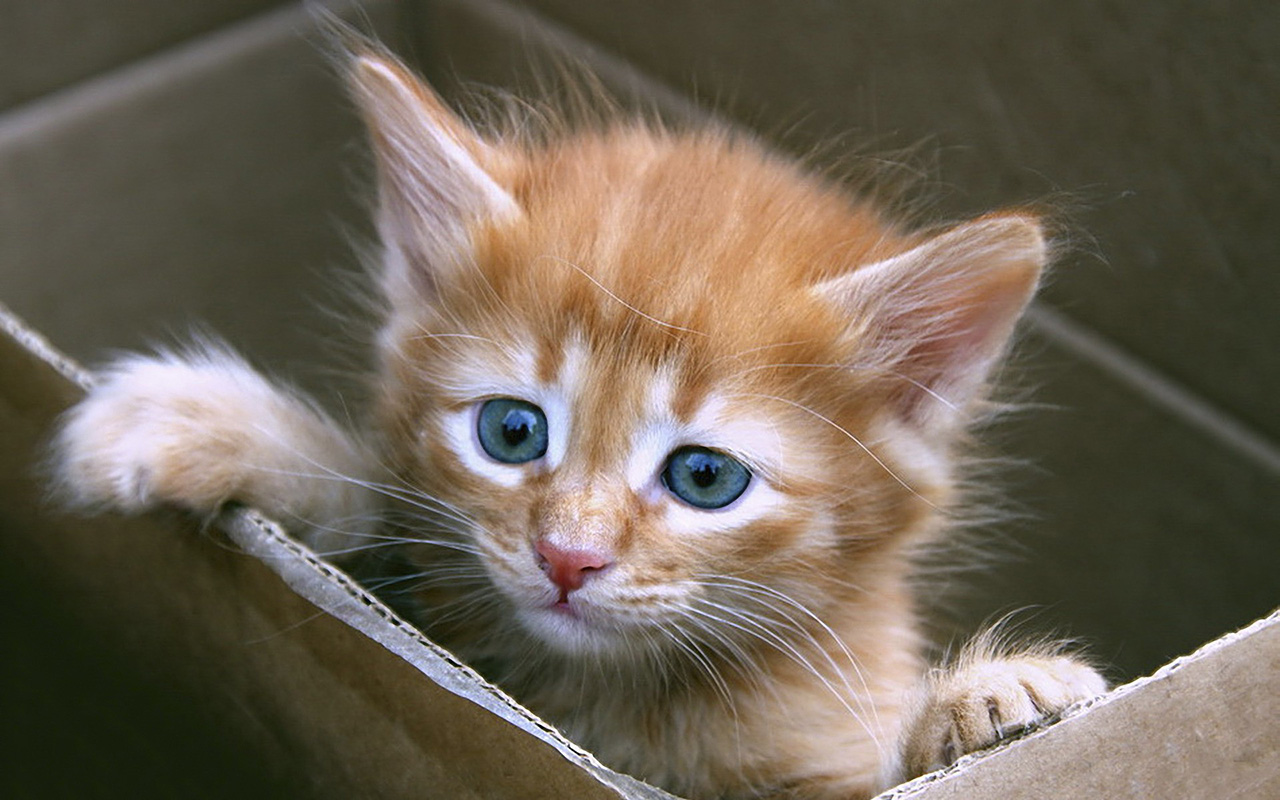 Un gattino dentro una scatola